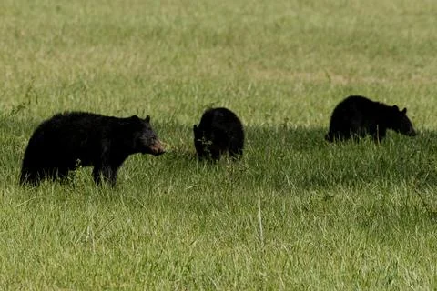 Mama Bear Looks to Right while Cubs Graze Foto stock