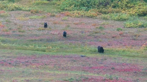 Mama black bear and cubs crossing threw valley Stock Footage 217782905