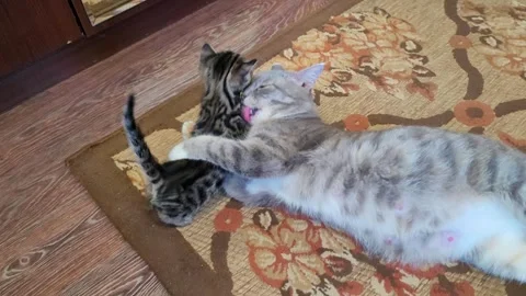Mama cat playing with her kitten Video stock 259152537
