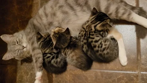 Mama cat sleeping with the kittens Video stock 259152519