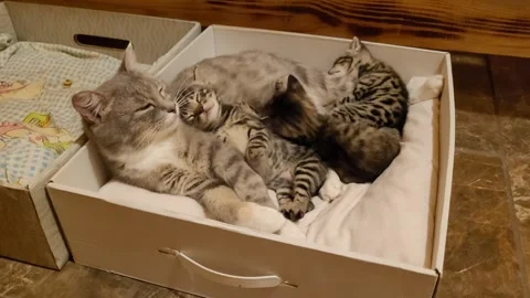 Mama cat sleeping with the kittens Video stock 259152525