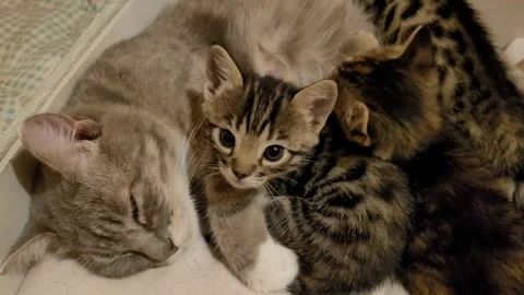 Mama cat sleeping with the kittens Stock Footage 259152533