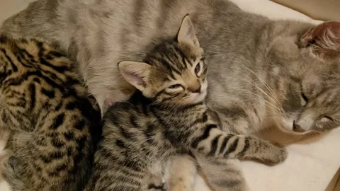 Mama cat sleeping with the kittens Video stock 259156921
