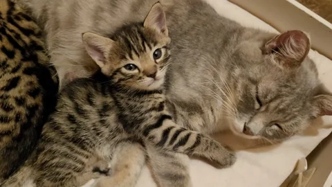 Mama cat sleeping with the kittens Video stock 259156925