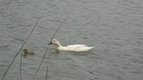 Mama duck and her two ducklings on the pond Stock Footage 154765804
