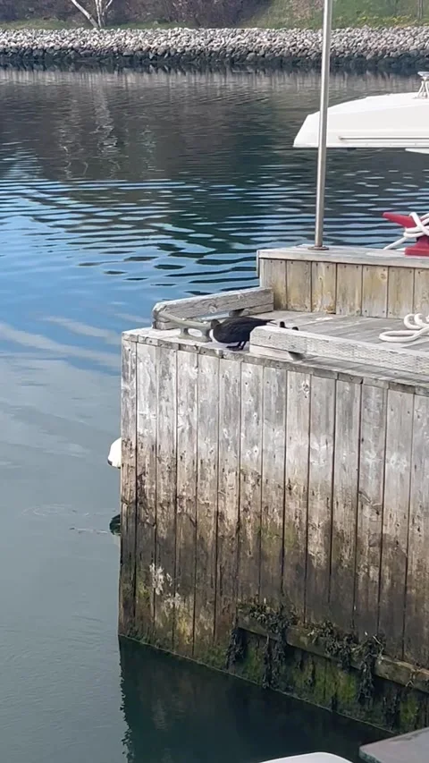 Mama Duck Teaches Ducklings to Make the Jump, Conception Bay South, Newfoundland Video stock 337640624