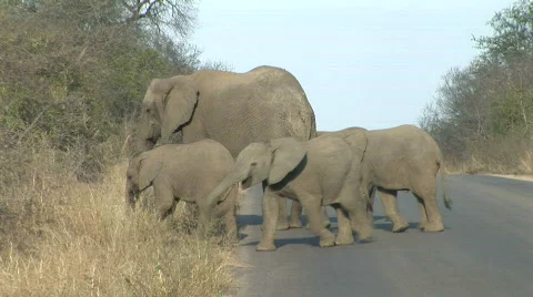 Mama elephant with babies Vidéo 531880