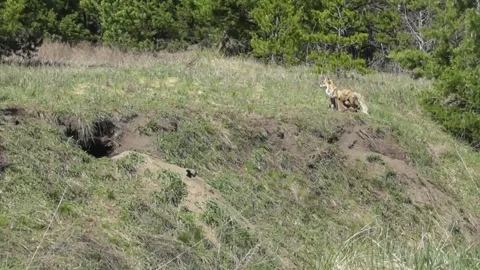 Mama fox ( Vulpes vulpes ) feeds her little foxes with milk 4 Video stock 170593676