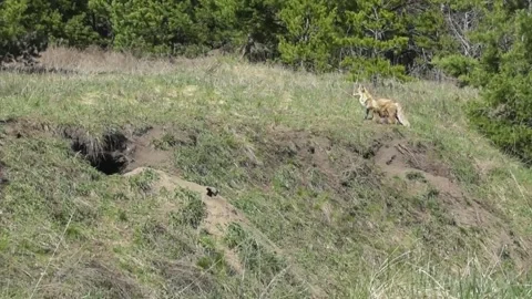 Mama fox ( Vulpes vulpes ) feeds her little foxes with milk 1 Stock Footage 170593677