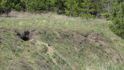 Mama fox ( Vulpes vulpes ) feeds her little foxes with milk Video stock 170593680