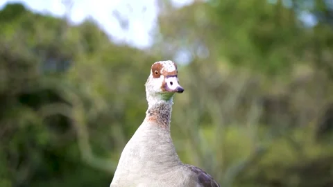 Mama Goose Stock Footage 248066529
