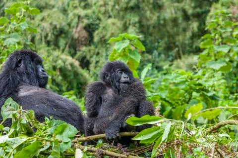 Mama Gorilla and Junior Silverback in their Nest Stock Photos