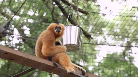 Mama monkey nurses her baby Stock Footage 280367278