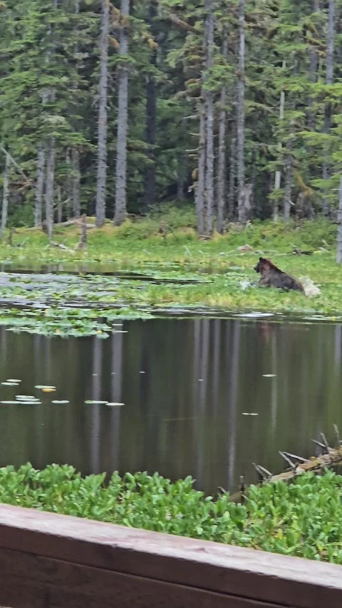 Mama Moose and Two Calves Chased by Coastal Brown Bear in Alaska, Glacier Bay Na Stock Footage 342184527