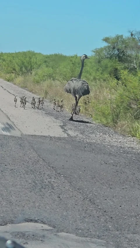 Mama Rhea and Chicks Spotted on the Road, Filadelfia, Paraguay - 12 Oct 2025 Stock Footage 321153793