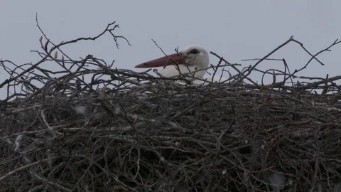 Mama stork hatching Video stock 82820231