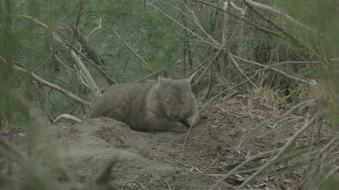 Mama wombat half a sleep Stock Footage 146364459