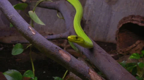 Mamba 02 Stock Footage 25857878