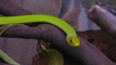 Mamba 03 Stock Footage 25858162