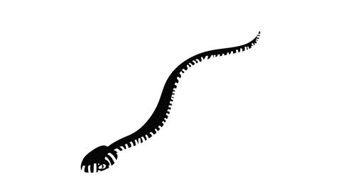 Mamba snake icon animation Stock Footage 152770827