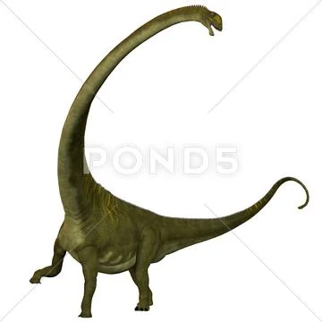 Mamenchisaurus hochuanensis on white Stock Illustration