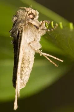 Mamestra brassicae Stock Photos