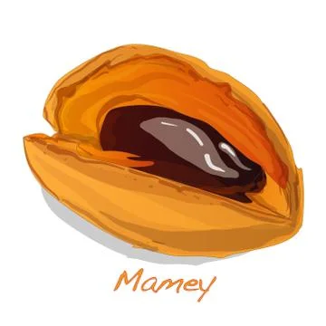 Mamey vector illustration Stock Illustration