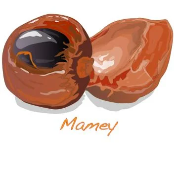 Mamey vector illustration Stock Illustration