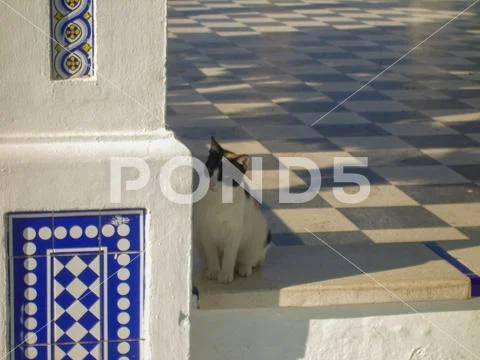 Mammal domestic pets animal themes one vertebrate cat feline no people day Stock Photos