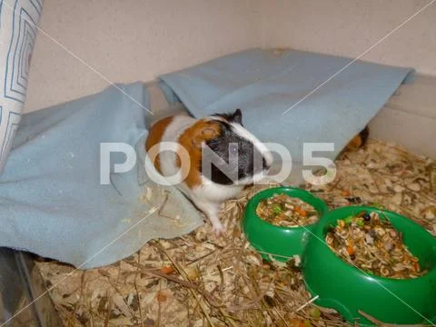 Mammal domestic pets one animal animals vertebrate indoors Food and Drink Stock Photos