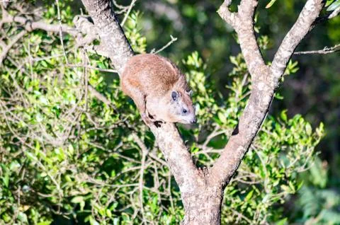 Mammal perched on a tree Stock Photos