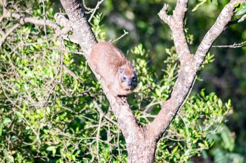 Mammal perched on a tree Stock Photos
