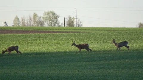 Mammal roe deer group on spring green field Stock-Footage 79812965
