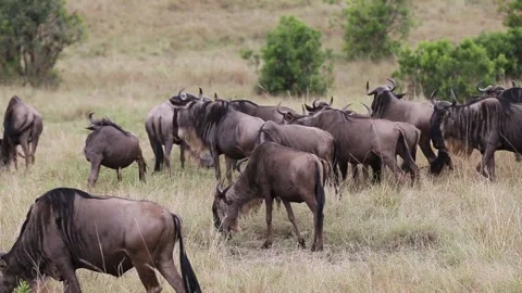 Mammalia Stock Footage 214053228