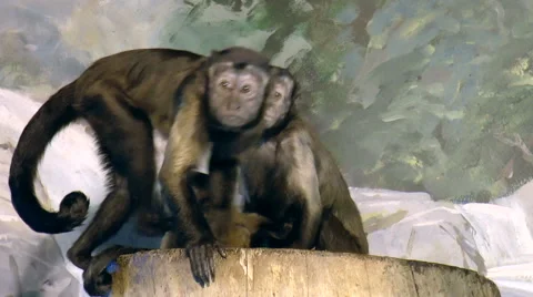Mammals-Brown Capuchin monkeys Stock Footage 44027436