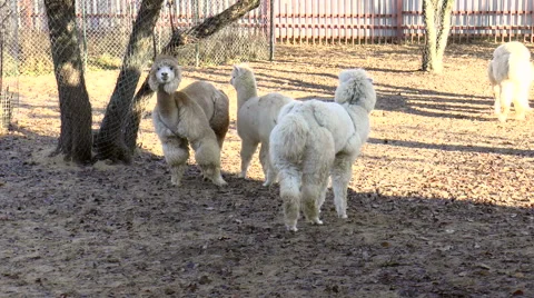 Mammals-camelids - Alpaca Stock Footage 43804338
