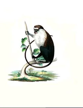 Mammals campbells mona monkey Cercopithecus campbelli Historical digitally Stock Illustration