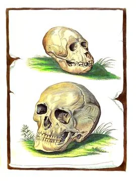 Mammals Comparison of a skull bone of a monkey and a human Evolution Historical Stock Illustration