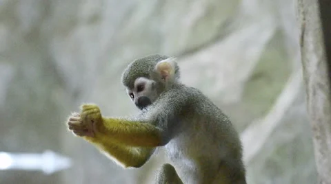 Mammals-monkeys Squirrel squirrel Stock Footage 43804212