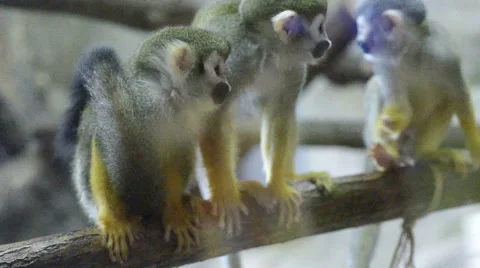 Mammals-monkeys Squirrel squirrel Vidéo 43804398