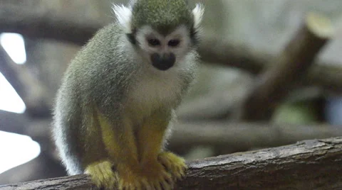 Mammals-monkeys Squirrel squirrel 動画素材 44027537