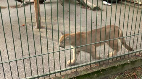 Mammals-Puma Stock Footage 43805010