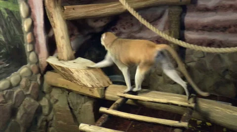 Mammals-Red monkey (Hussars) Stock Footage 43807889