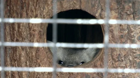 Mammals-Sable Stock Footage 43805795