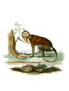 Mammals Simia mona Mona monkey Cercopithecus mona a primate species of the Stock Illustration