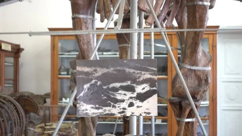 Mammoth and picture of its finding Stock Footage 81015799