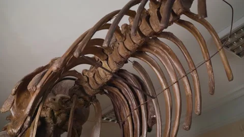 Mammoth Bones. Mammoth bones in the museum. Stock Footage 154953271