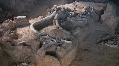 Mammoth bones in Waco 2 Video stock 30776220