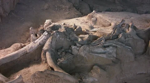 Mammoth bones in Waco 3 Video stock 30776321