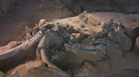 Mammoth bones in Waco 4 Stock Footage 30777841
